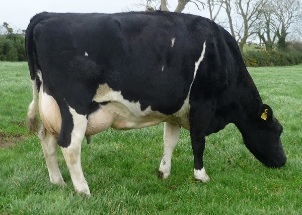 A cow standing in a field.